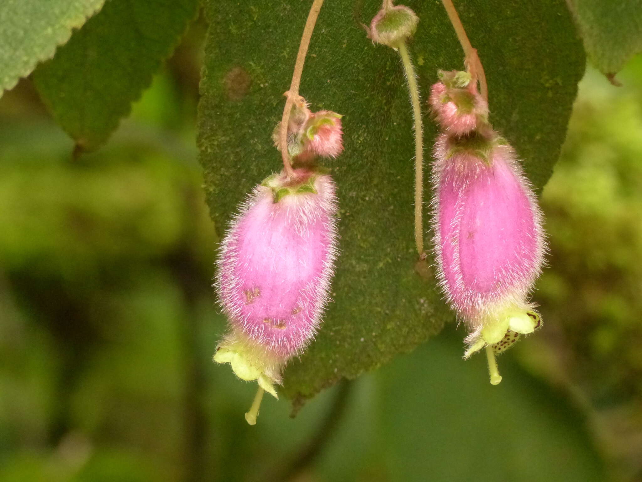 Imagem de Kohleria affinis (Fritsch) Roalson & Boggan