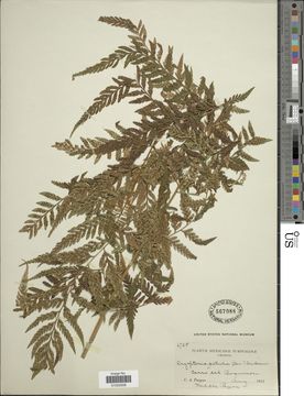 Image of <i>Dryopteris patula</i> (Sw.) Underw.