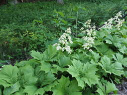 صورة Rodgersia podophylla A. Gray