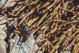 Image of Sierra Nevadan Saddle Bush-cricket