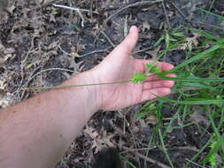 Слика од Carex louisianica L. H. Bailey