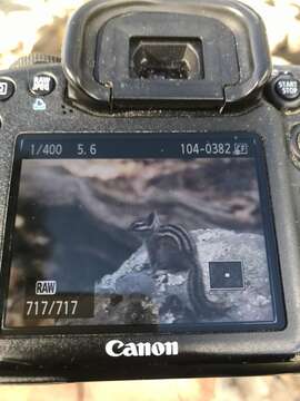 Image of Gray-collared Chipmunk