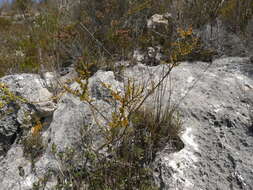 Image of Limestone Pennypea