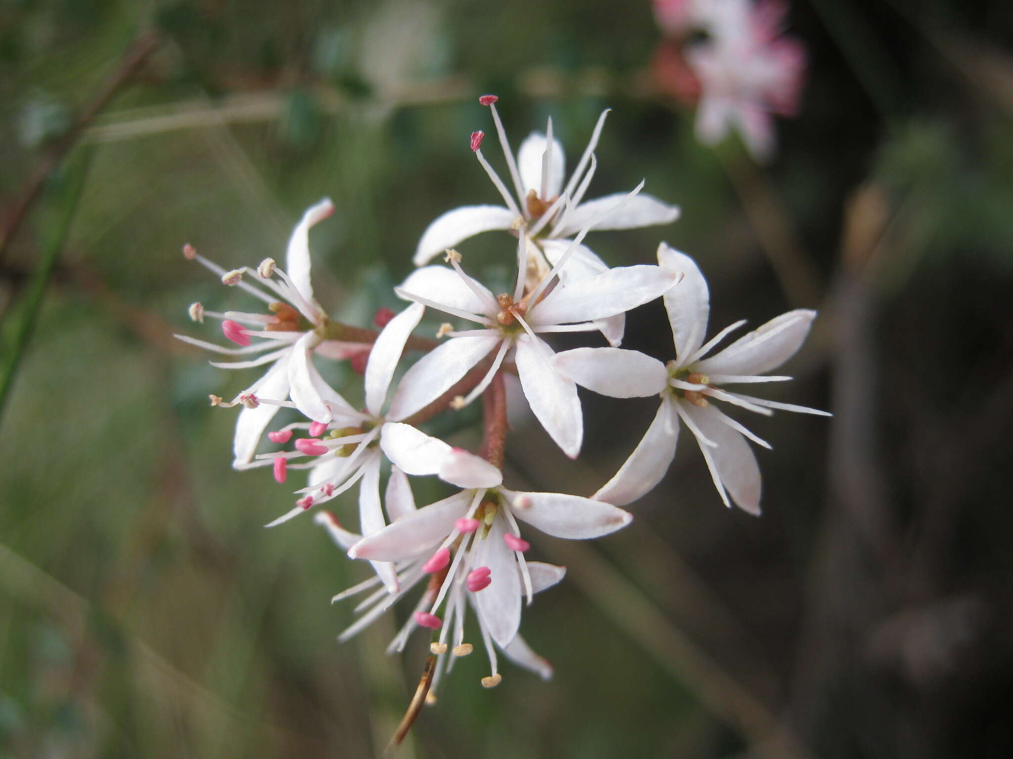 Image of Leionema hillebrandii (J. H. Willis) Paul G. Wilson