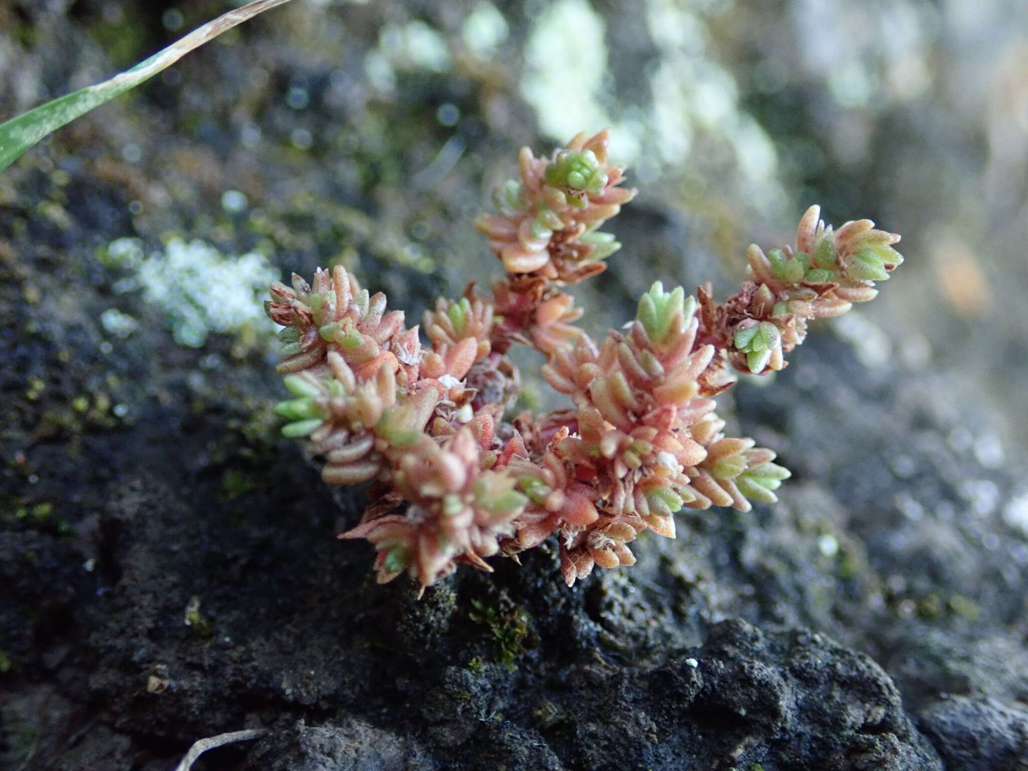 Crassula sieberiana (Schultes & J. H. Schultes) Druce resmi