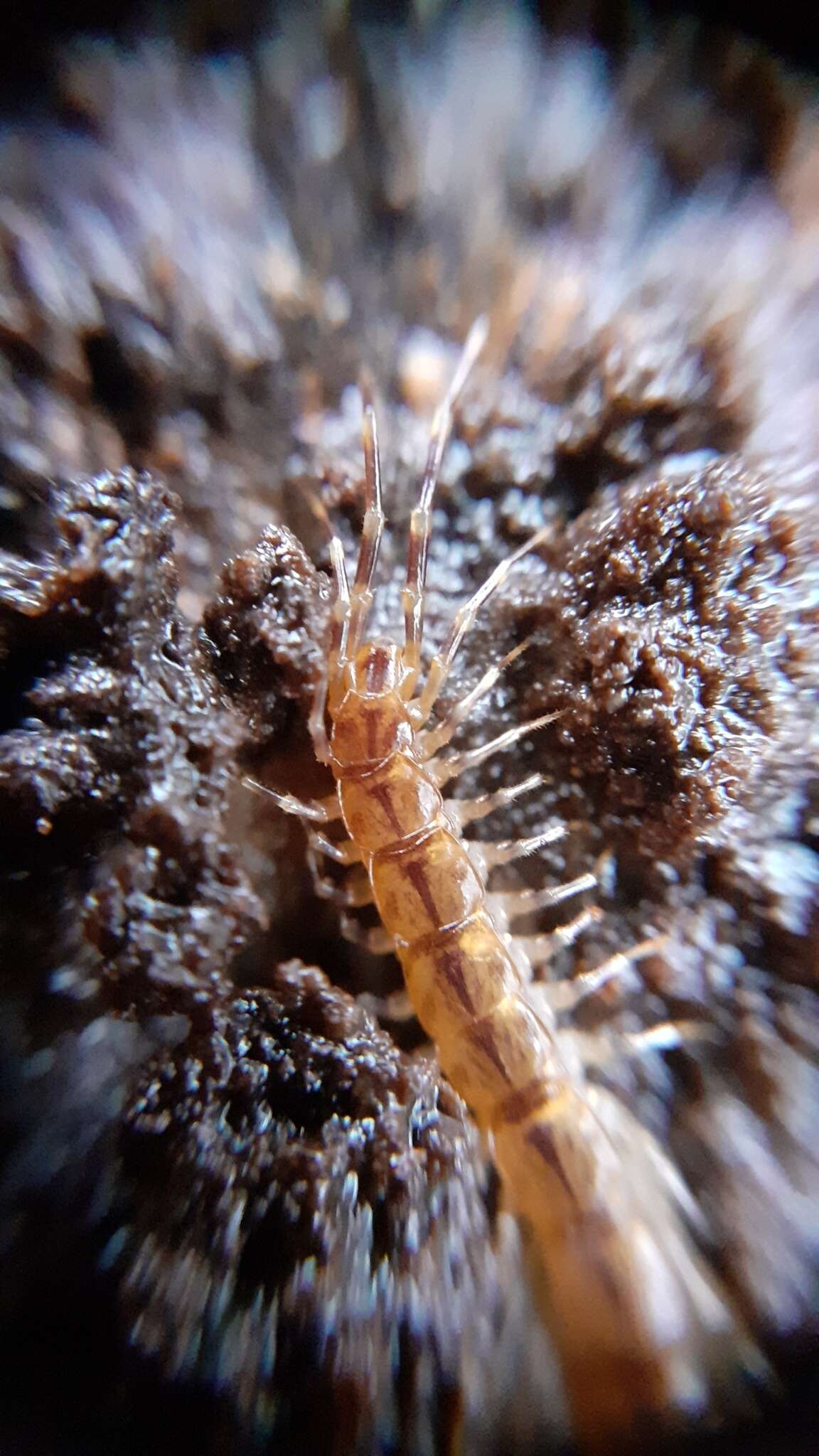 Sivun Lithobius variegatus Leach 1814 kuva