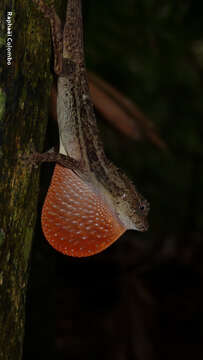 Image of Anolis bicaorum (Köhler 1996)