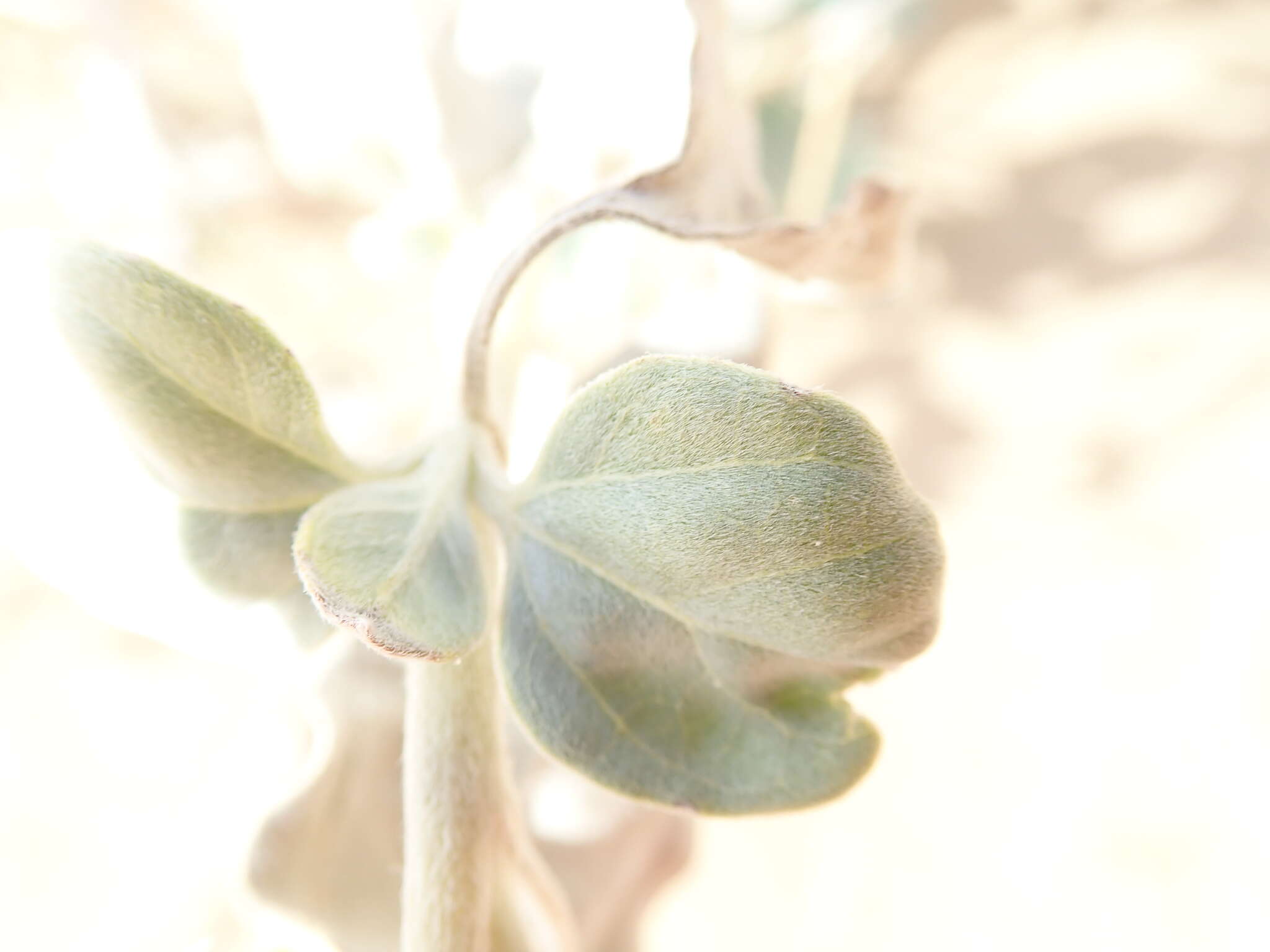 Image of Algodones sunflower