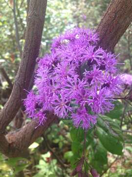 Image of Vernonia karvinskiana DC.