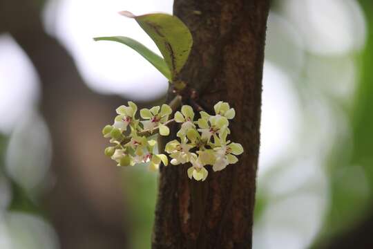 Image de Smithsonia viridiflora (Dalzell) C. J. Saldanha