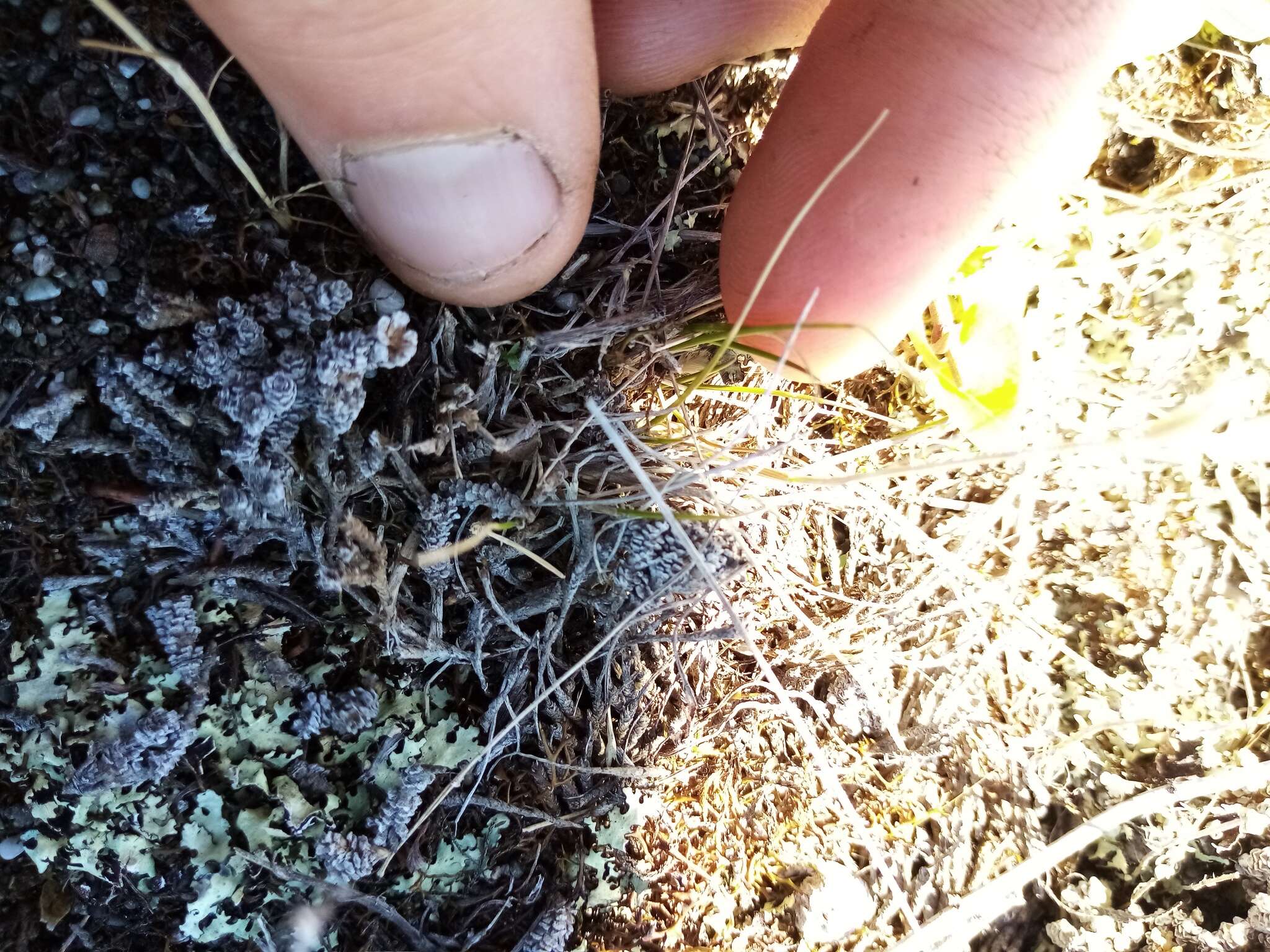 Image of Rytidosperma maculatum (Zotov) Connor & Edgar