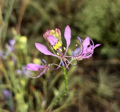 Слика од Sieruela maculata (Sond.) Roalson & J. C. Hall