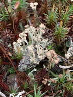 Image of cup lichen