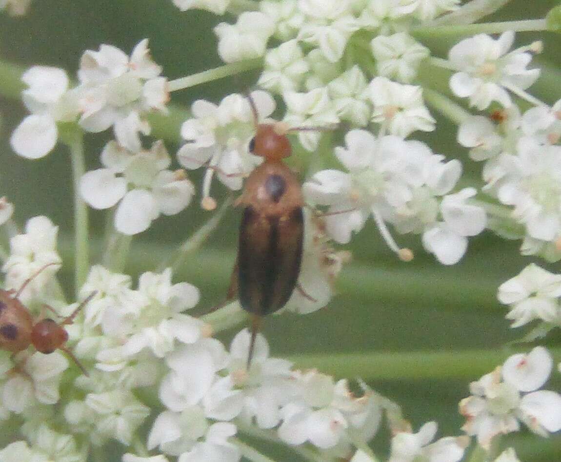 Image de Mordellistena limbalis (Melsheimer 1845)