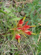 Image of Castilleja moranensis Kunth