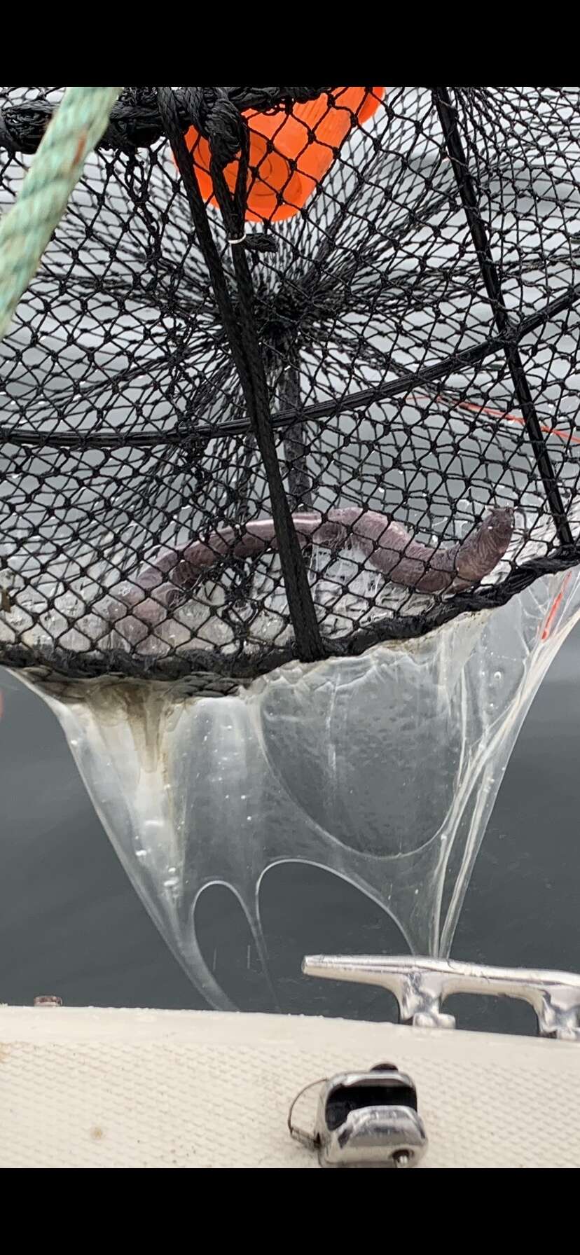 Image of California Hagfish