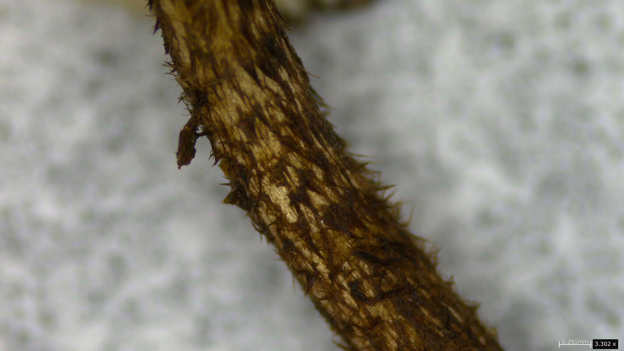 Image of Crinipellis corvina Har. Takah. 2000