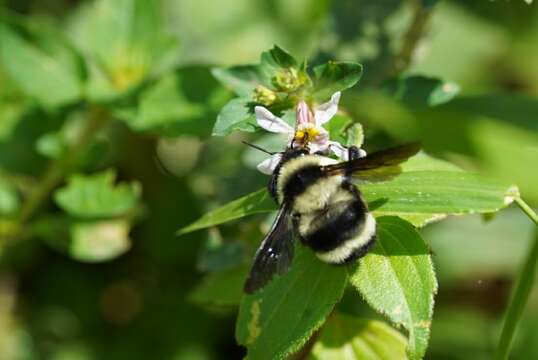 Слика од Bombus brasiliensis Lepeletier 1836