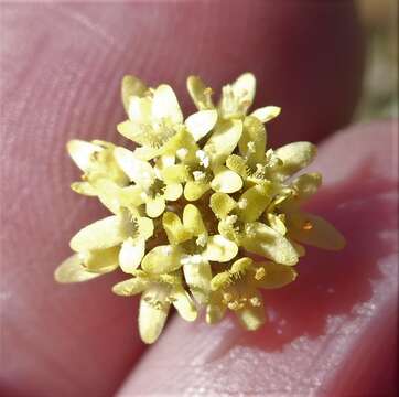 Image of Phyllopodium heterophyllum (L. fil.) Benth.