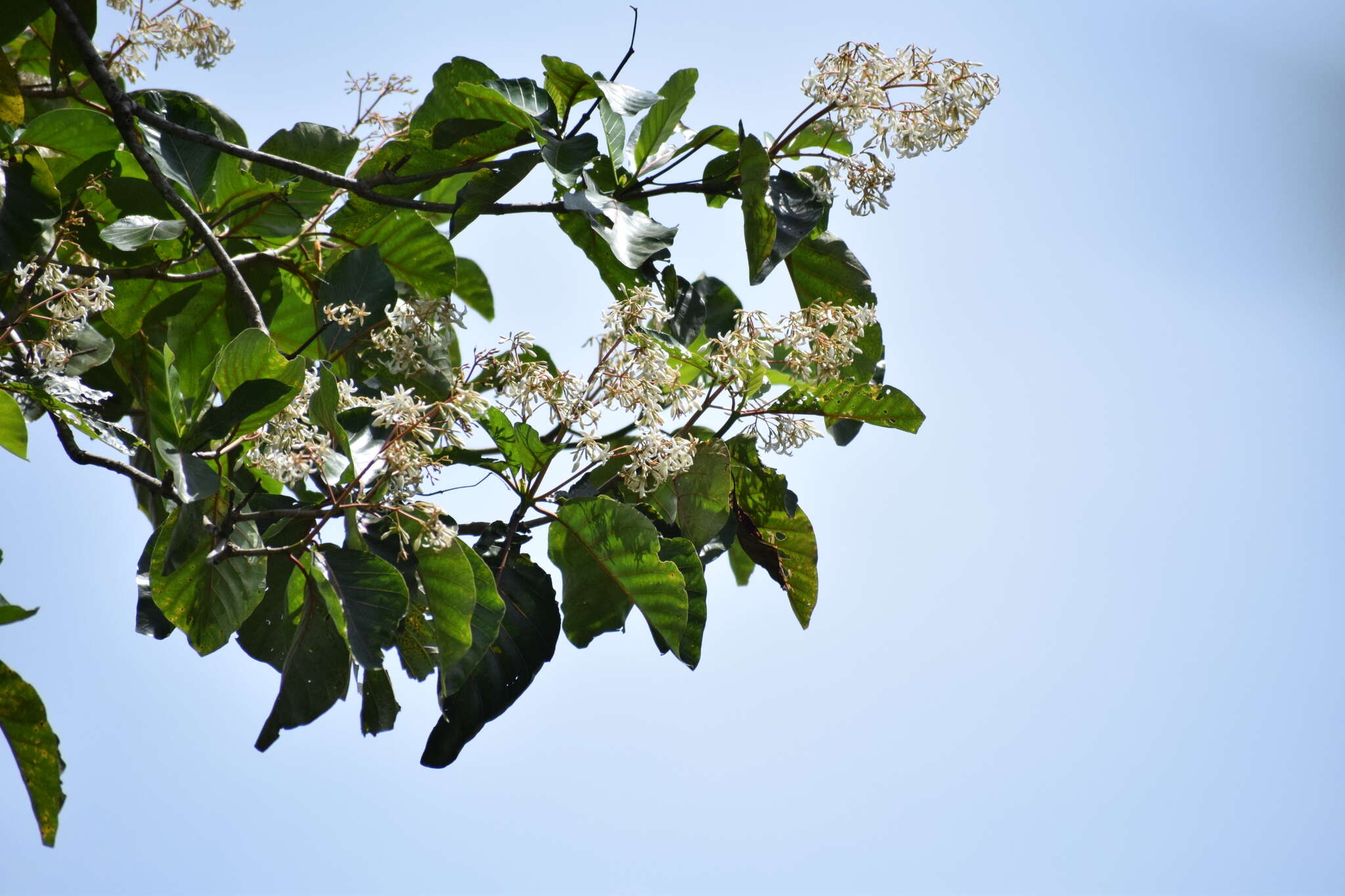 Image of Ladenbergia oblongifolia (Humb. ex Mutis) L. Andersson