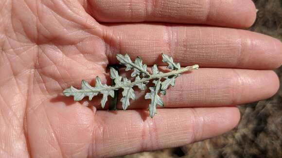 Image of skeletonleaf bur ragweed