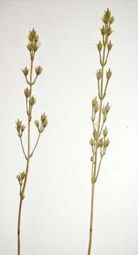 Image of yellow screwstem