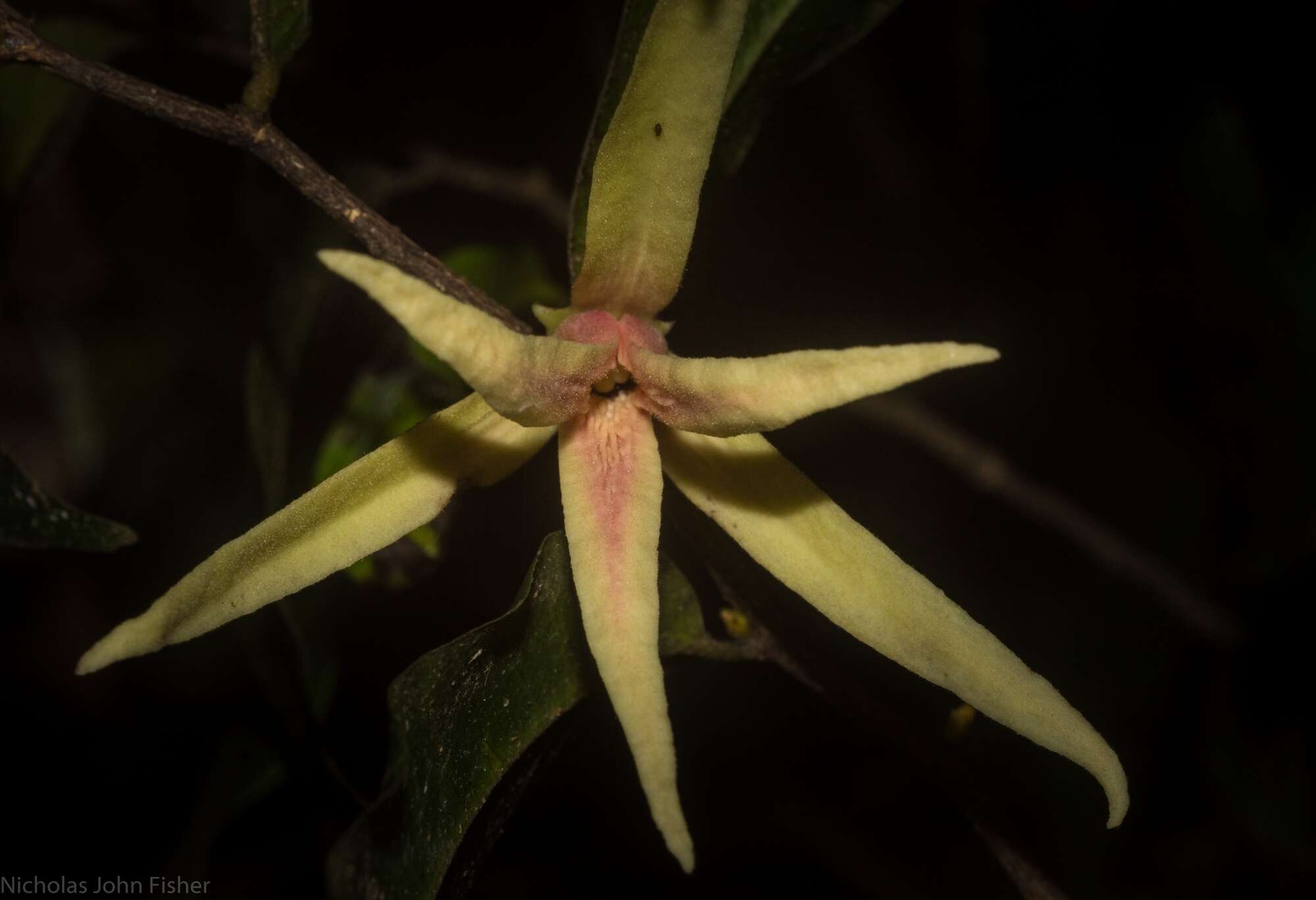 Meiogyne stenopetala (F. Muell.) Heusden resmi