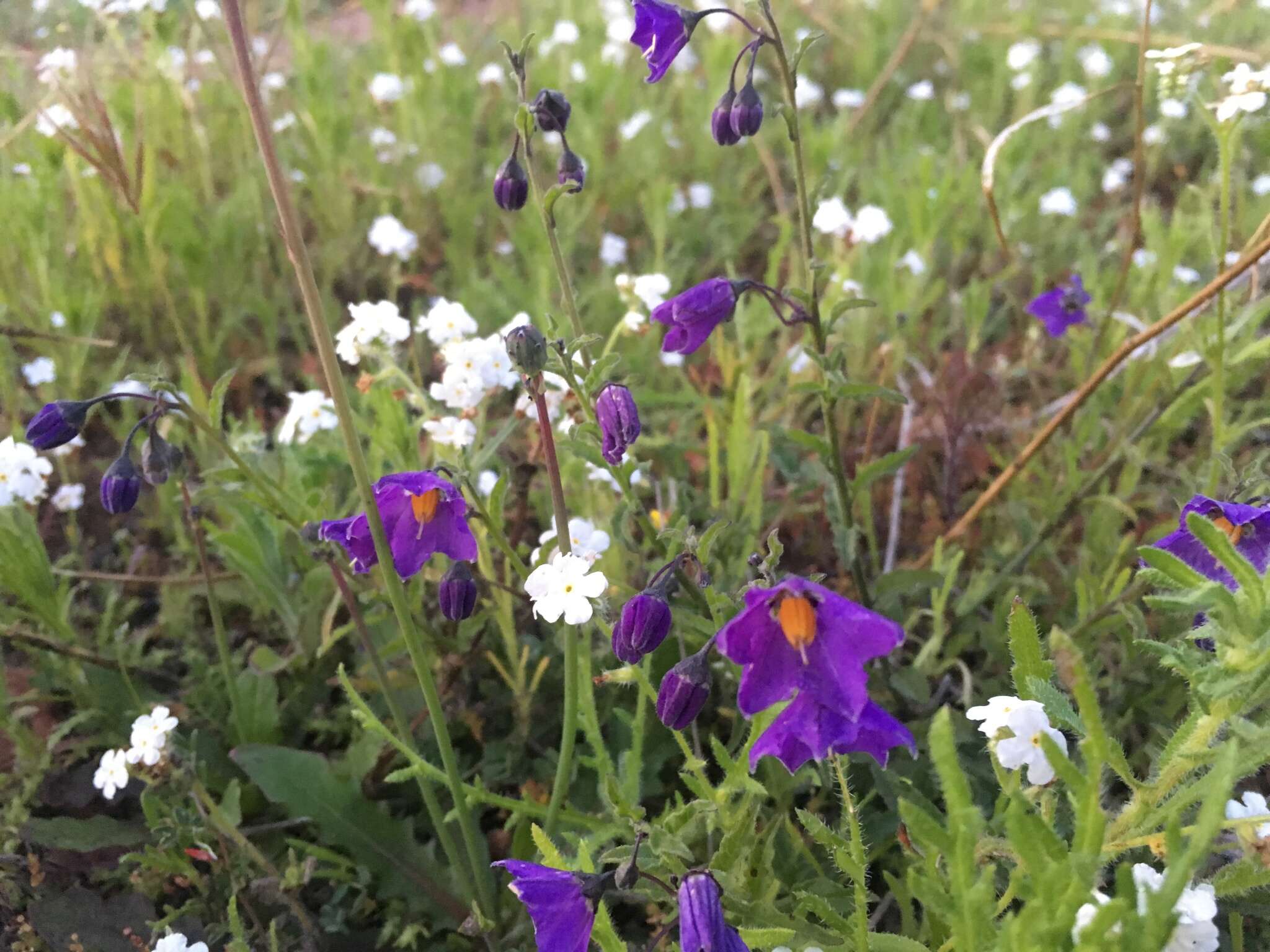 Image of Parish's nightshade