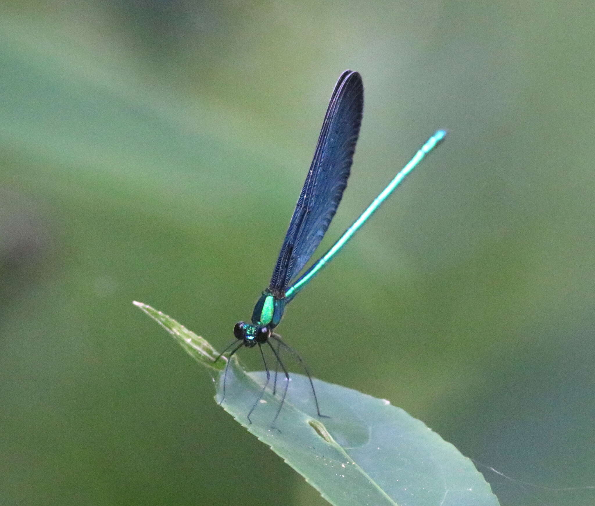 Image of Matrona cyanoptera Hämäläinen & Yeh 2000