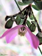 Image of small-leaved boronia