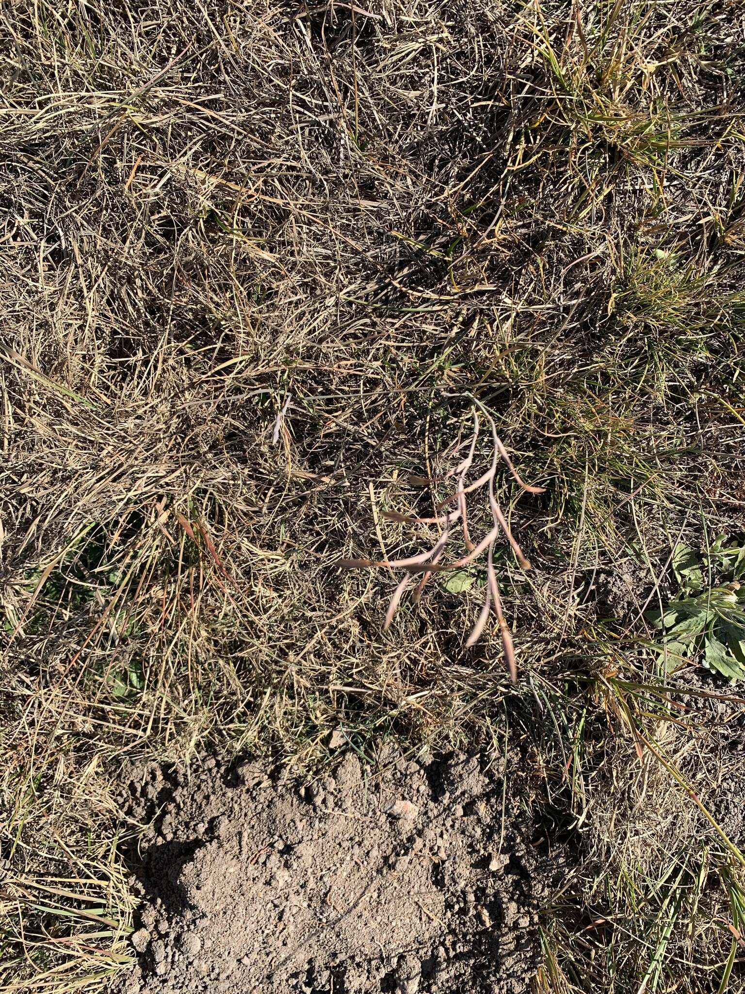 Image of Hesperantha longicollis Baker