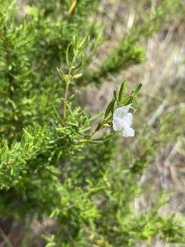 Image of Apalachicola false rosemary