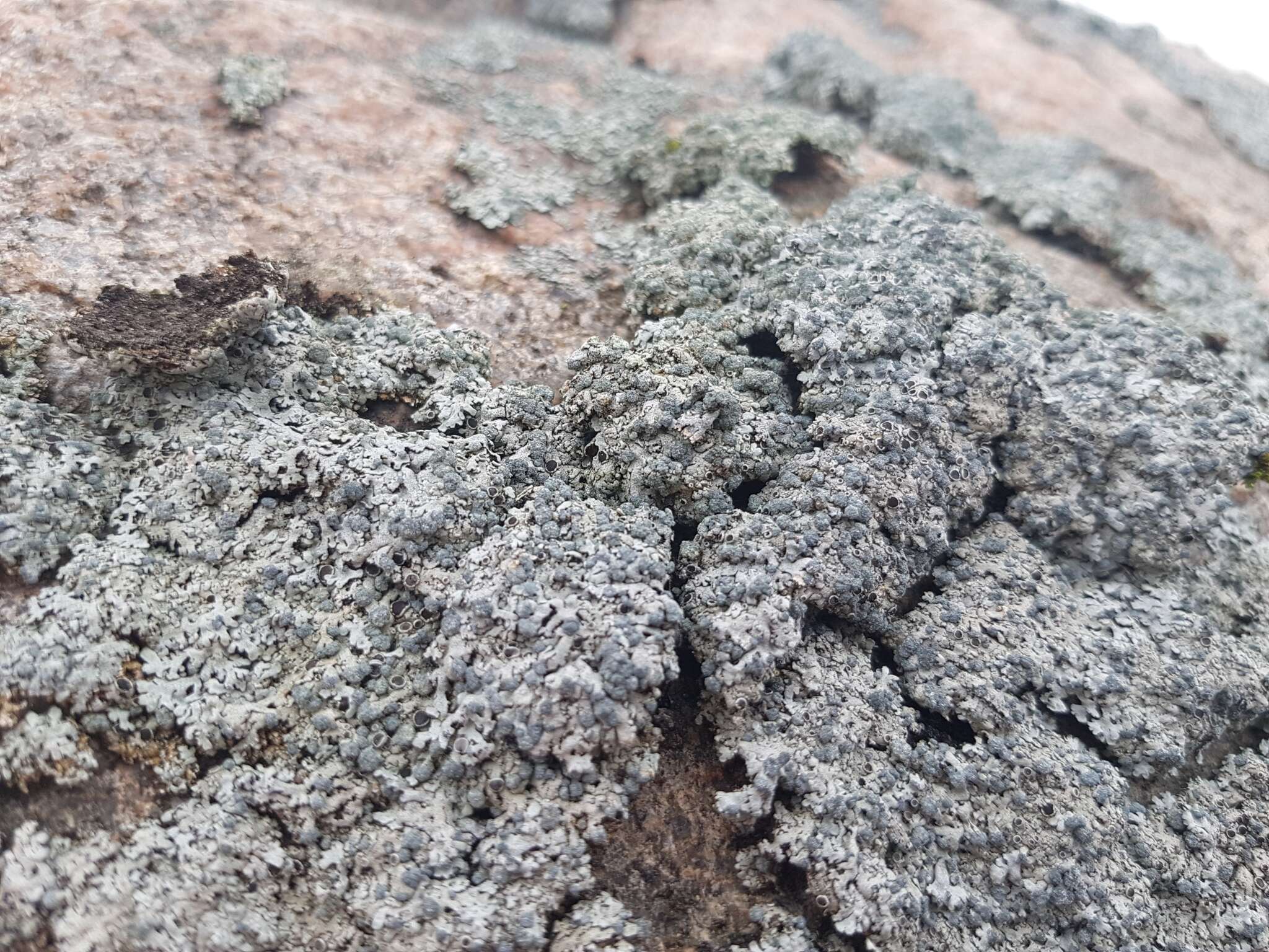 Image of Blue-gray rosette lichen