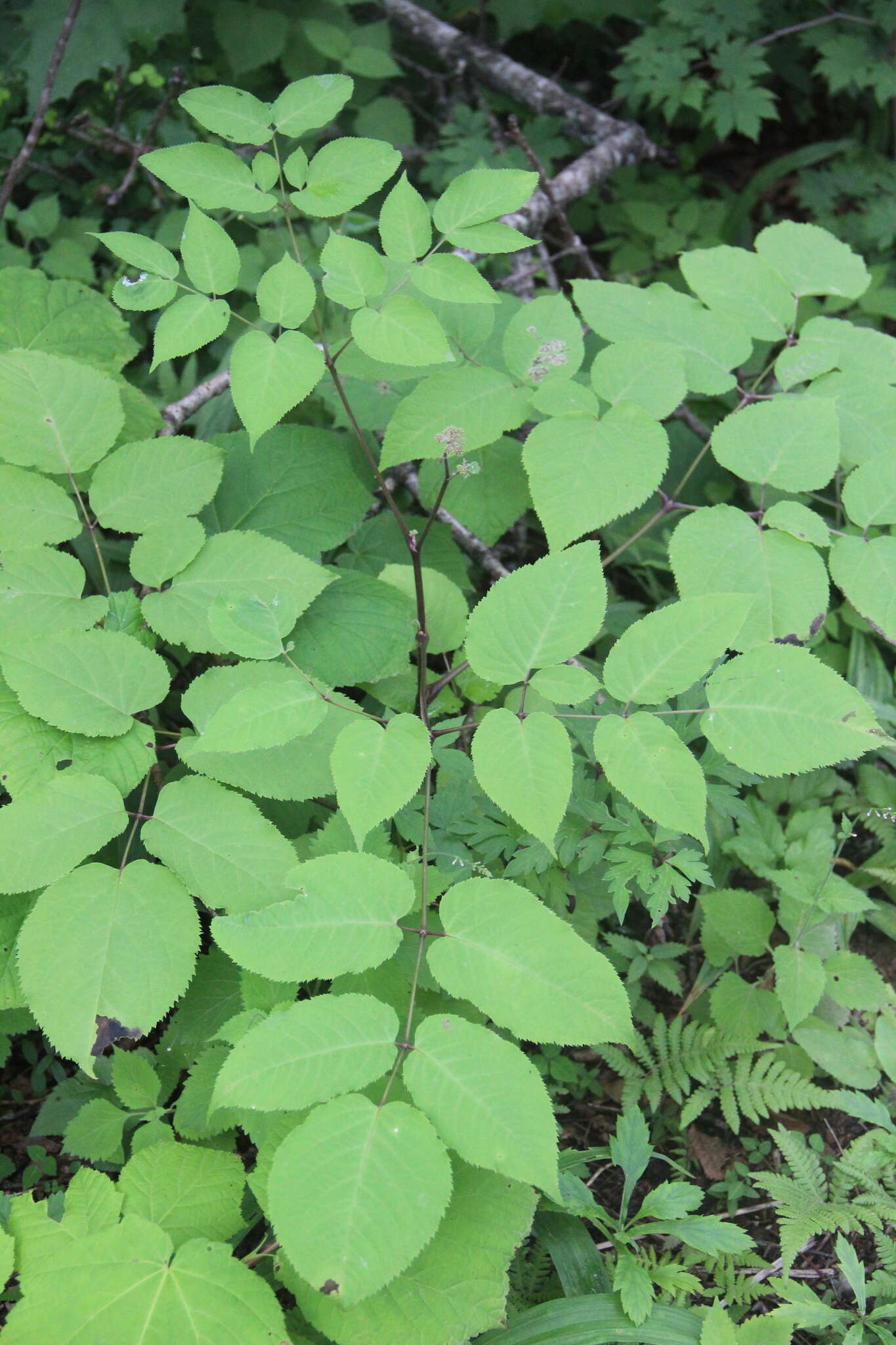 Image de Aralia continentalis Kitag.