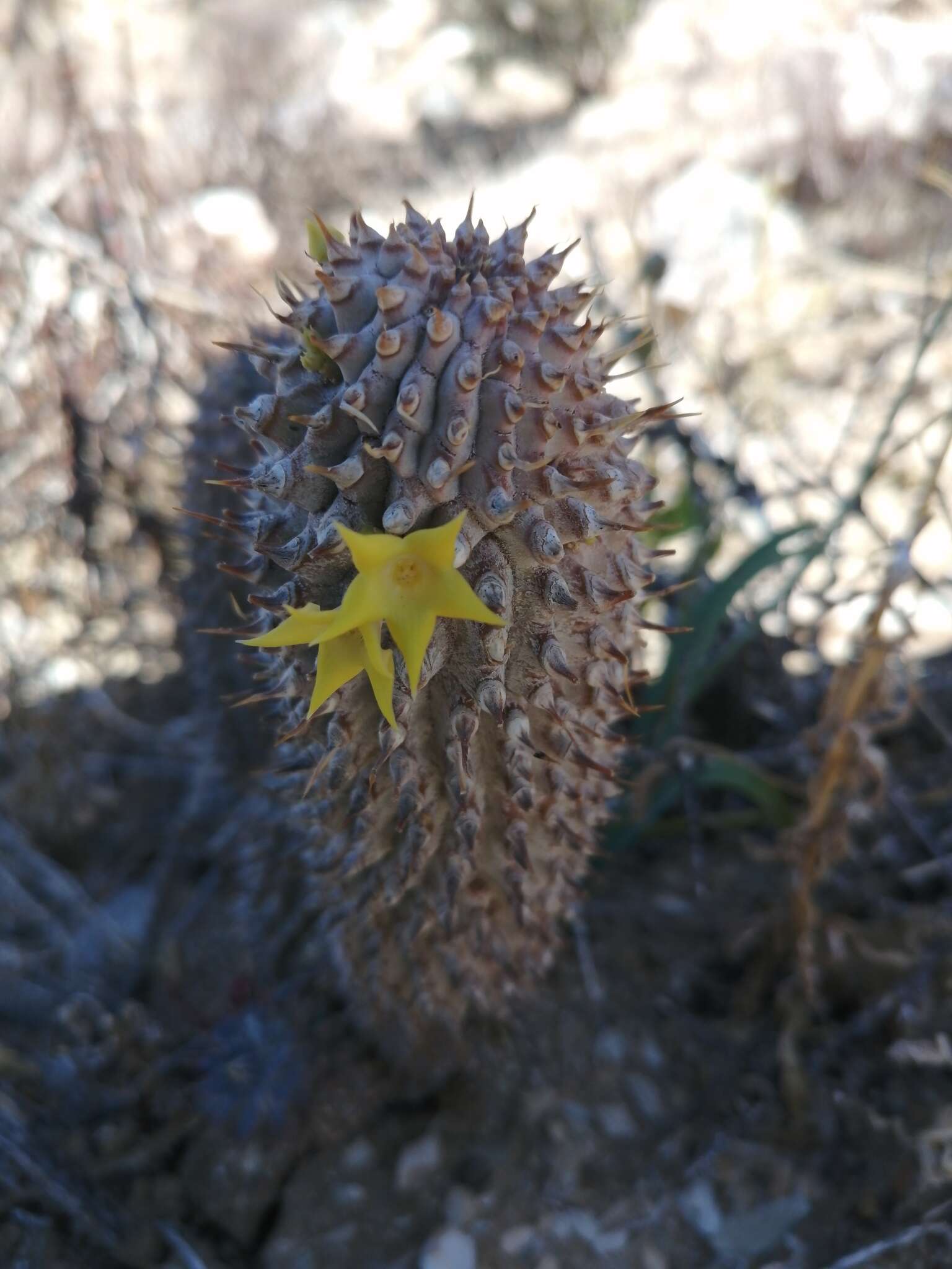 Image de Ceropegia alstonii (N. E. Br.) Bruyns