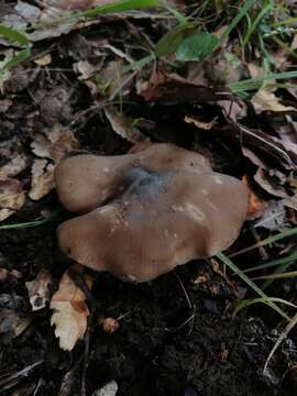 Image of Entoloma griseum Peck 1904