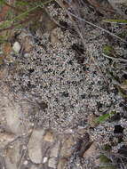 Image de Helichrysum zwartbergense Bolus