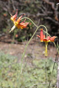 Aquilegia eximia Van Houtte ex Planch.的圖片