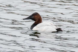 Image of Canvasback