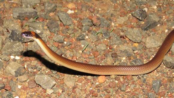 Image of Red-naped Snake