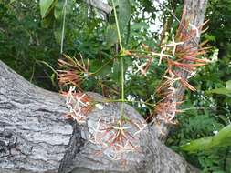 صورة Ixora platythyrsa Baker