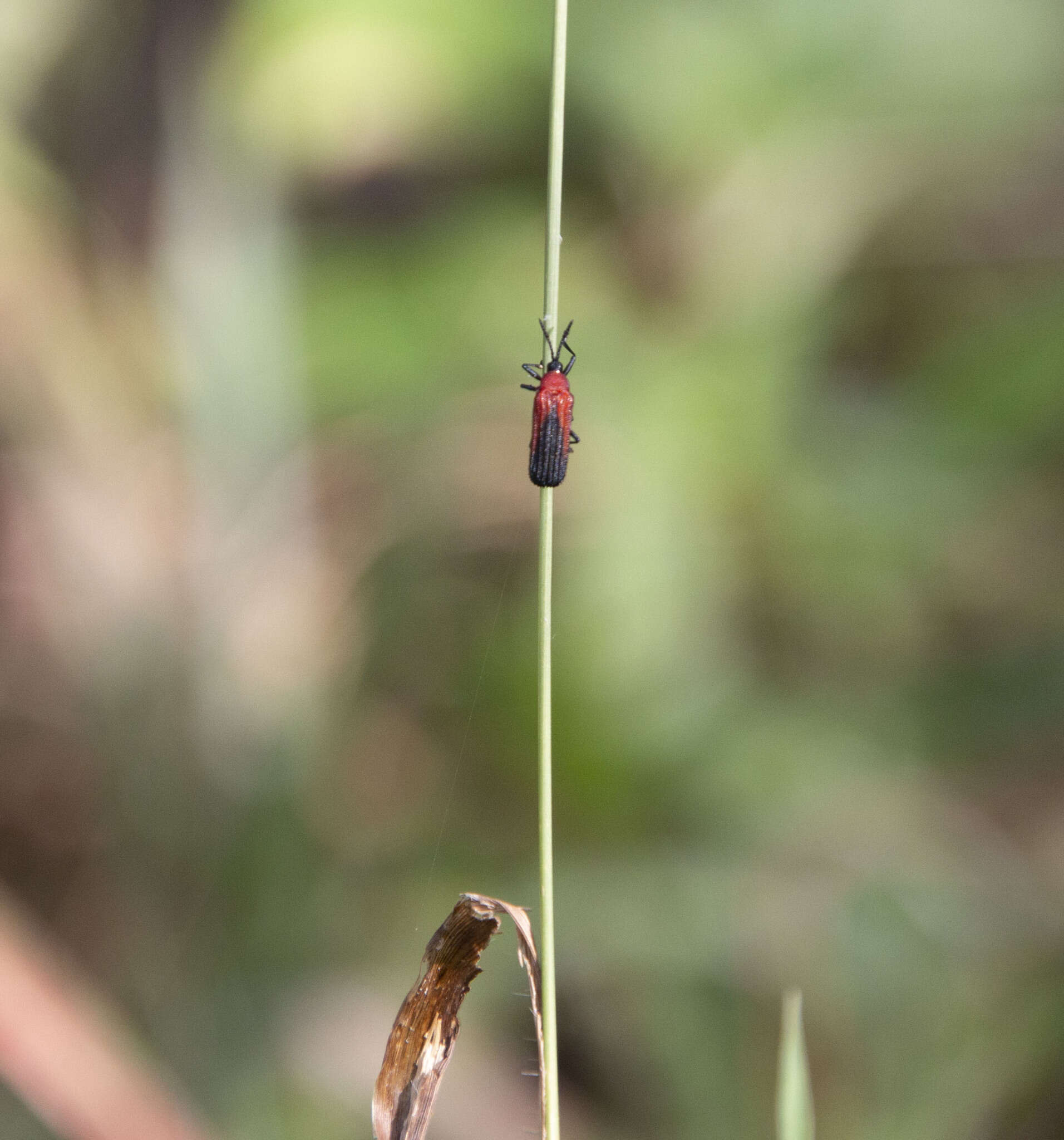 Plancia ëd Chalepus sanguinicollis (Linnaeus 1771)