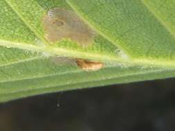 Image of alder bud moth