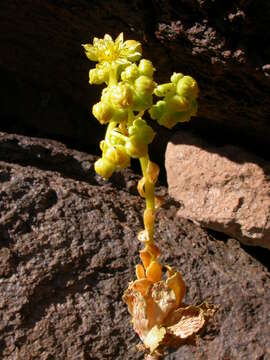 Image of Aeonium smithii (Sims) Webb & Berth.