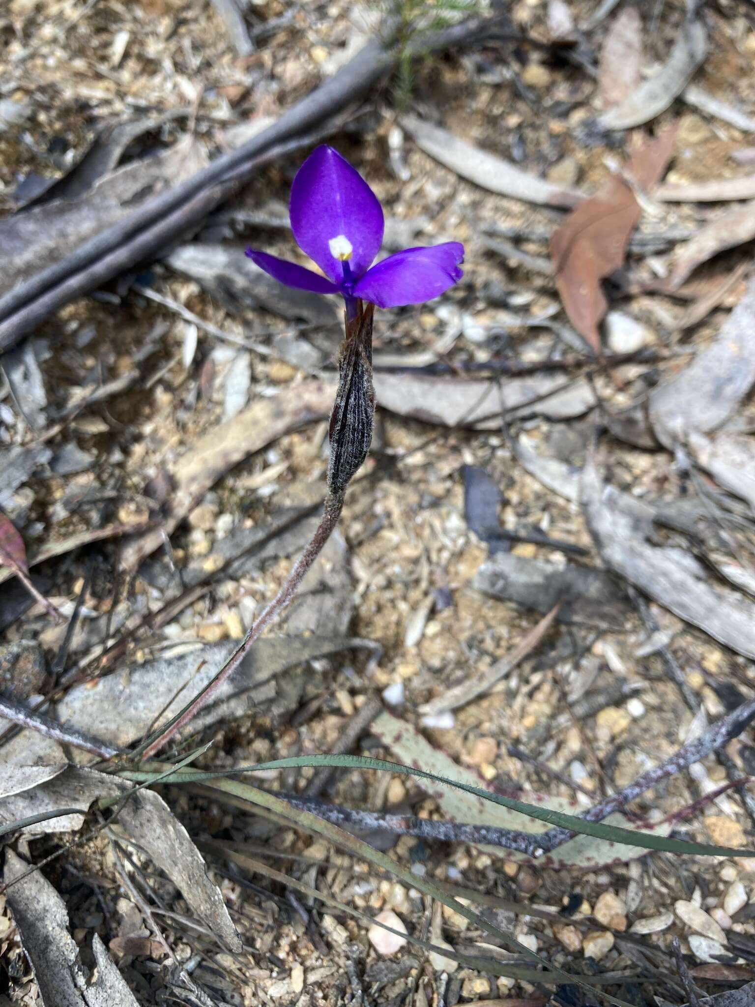 Image of Patersonia sericea var. longifolia (R. Br.) C. Moore & Betche