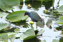 Image of American Purple Gallinule