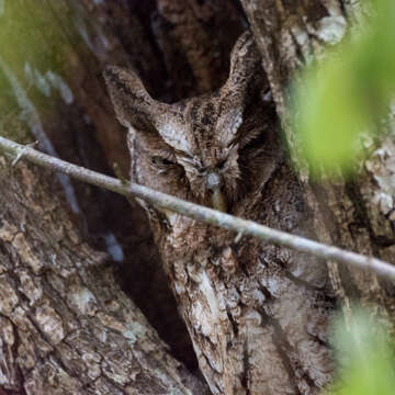 Image of Guatemalan Screech-owl