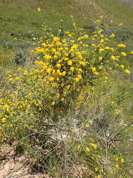 Image of Aspalathus corrudifolia Bergius