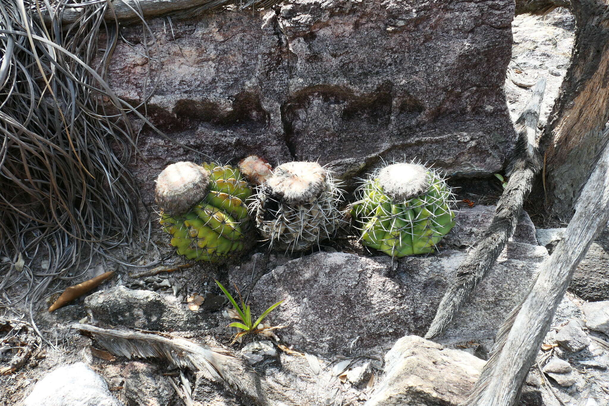 Image of Melocactus concinnus Buining & Brederoo