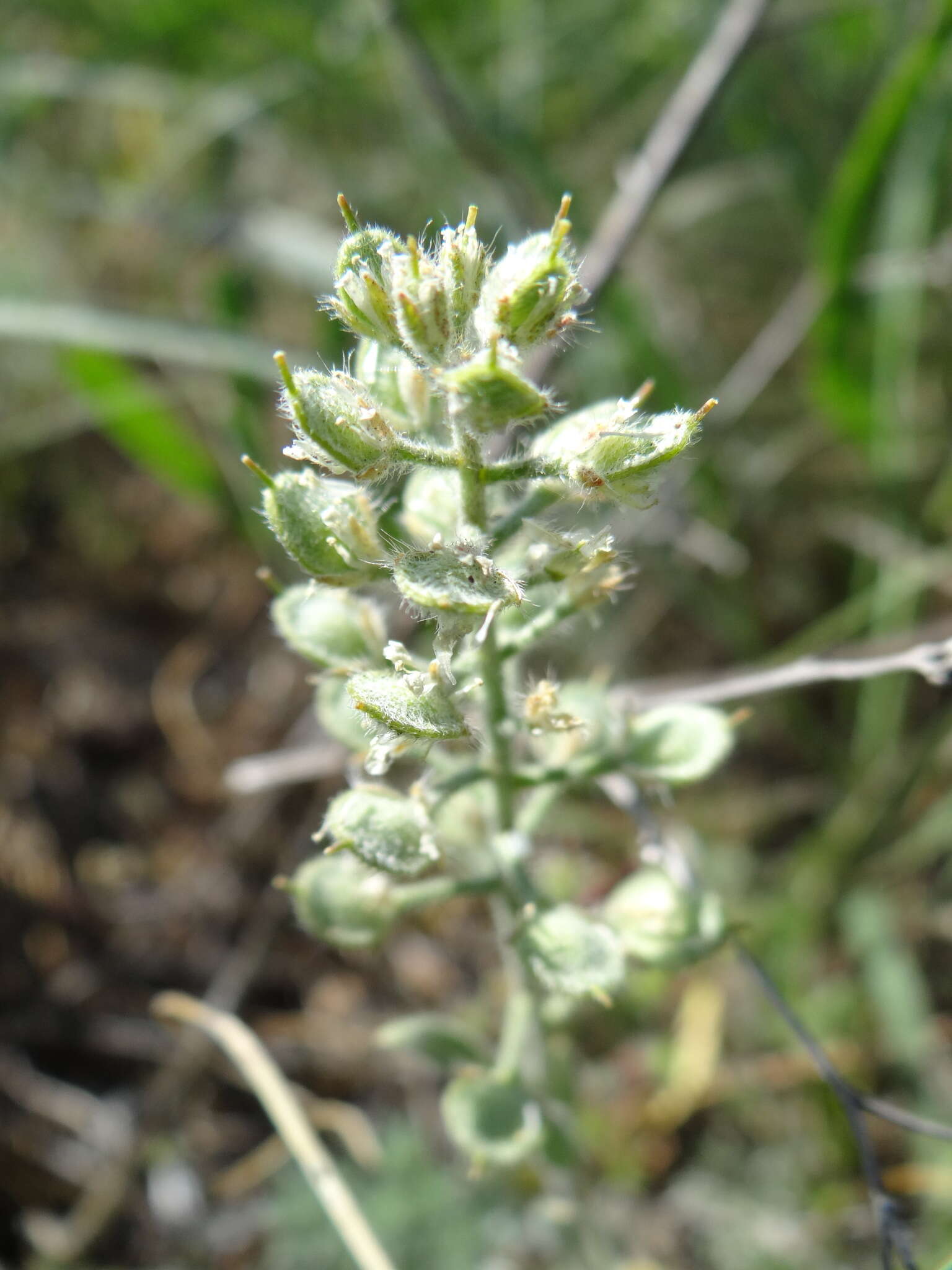 Image of Alyssum hirsutum M. Bieb.